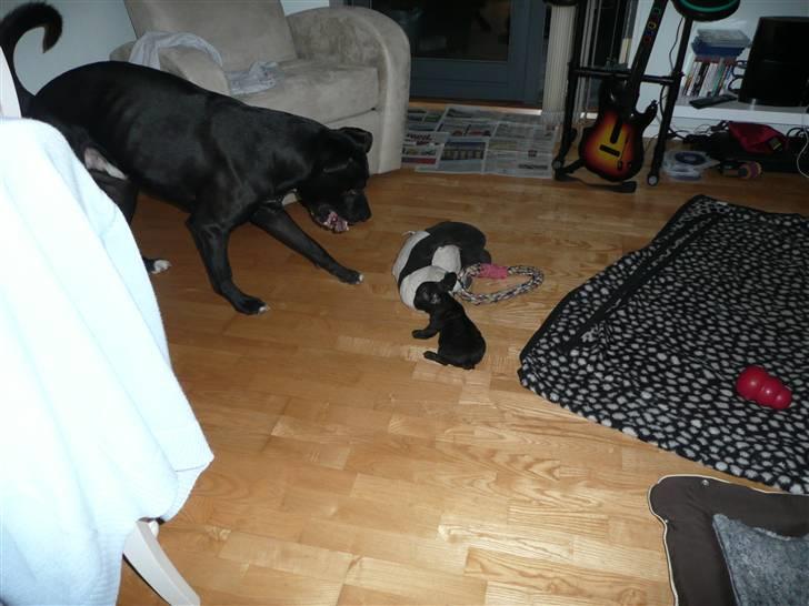 Fransk bulldog Luis billede 8