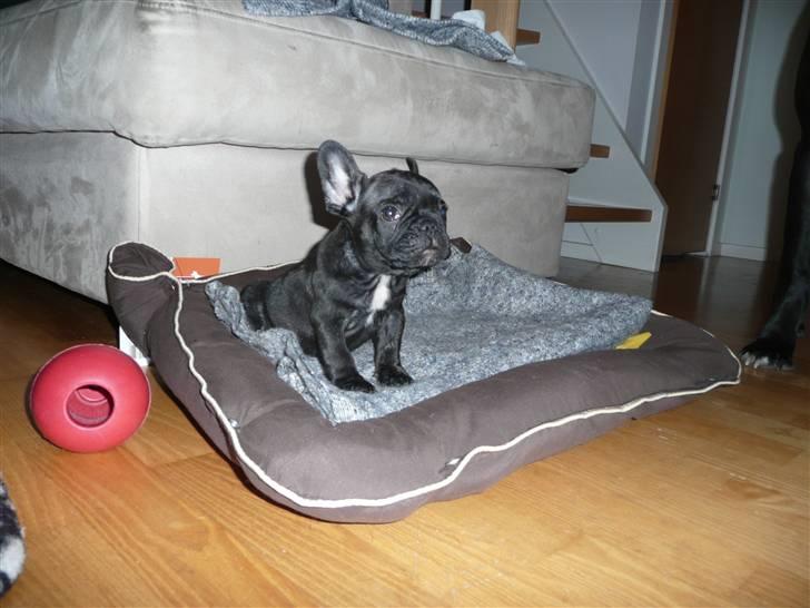 Fransk bulldog Luis billede 9