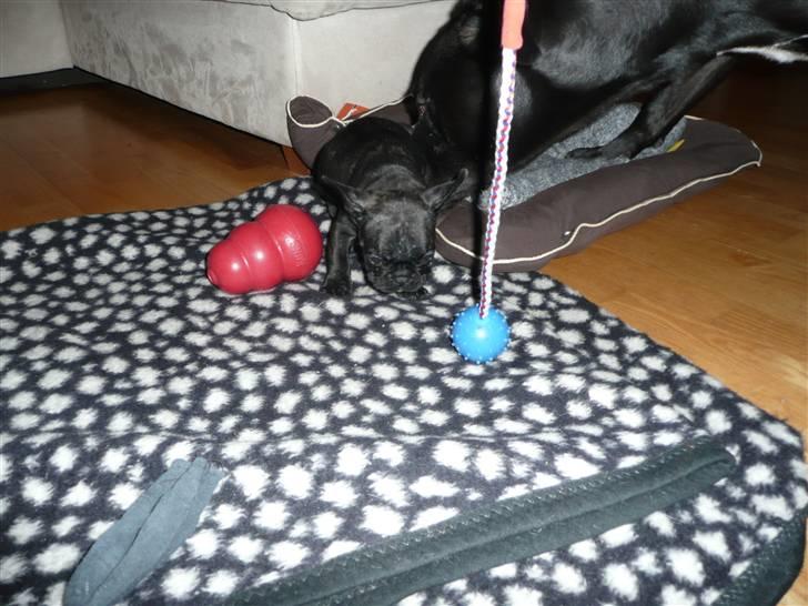 Fransk bulldog Luis billede 10