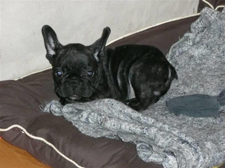 Fransk bulldog Luis - Elsker min kurv, der løber jeg op hver gang det blir lidt for meget af det gode billede 11