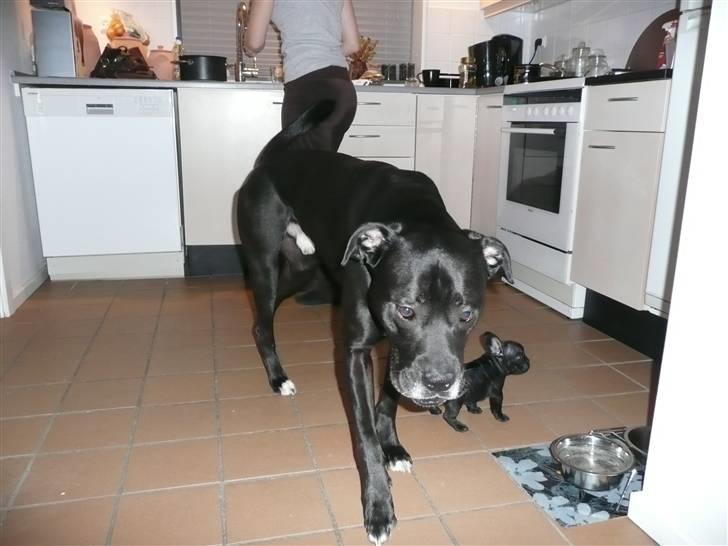 Fransk bulldog Luis billede 12