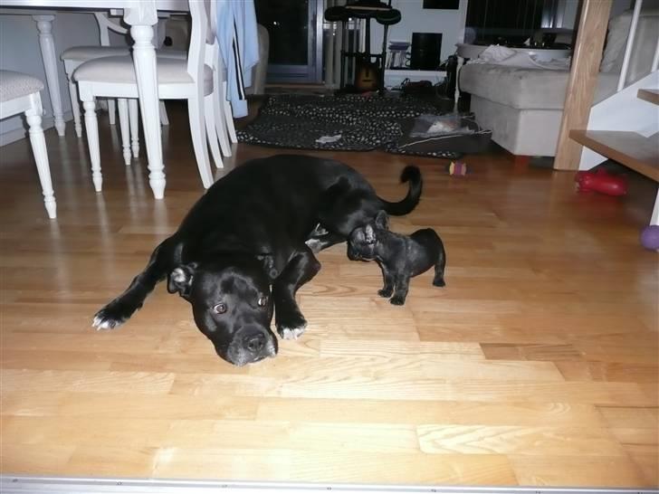 Fransk bulldog Luis - Skal vi lege Koda? billede 13