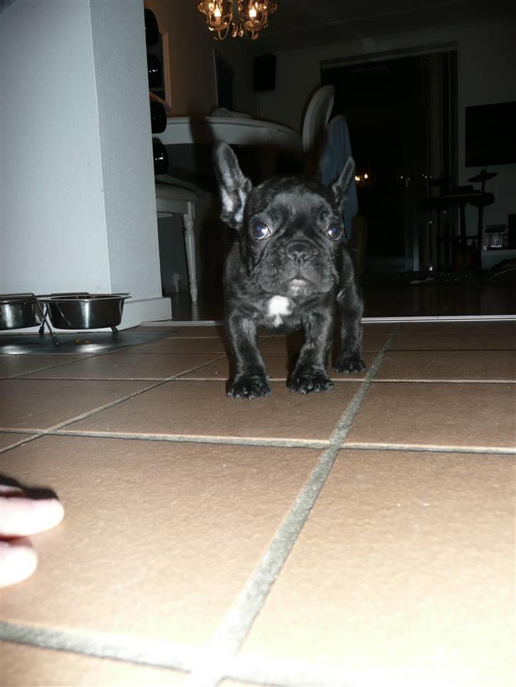 Fransk bulldog Luis billede 14