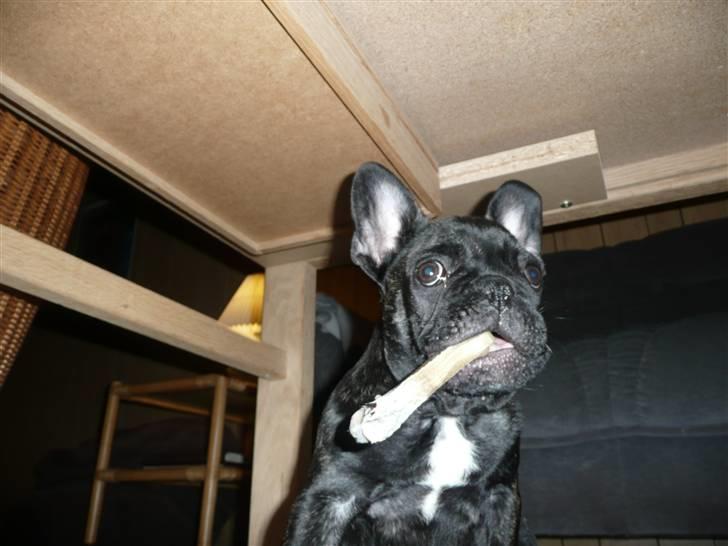Fransk bulldog Luis - weee har fået et kødben billede 15