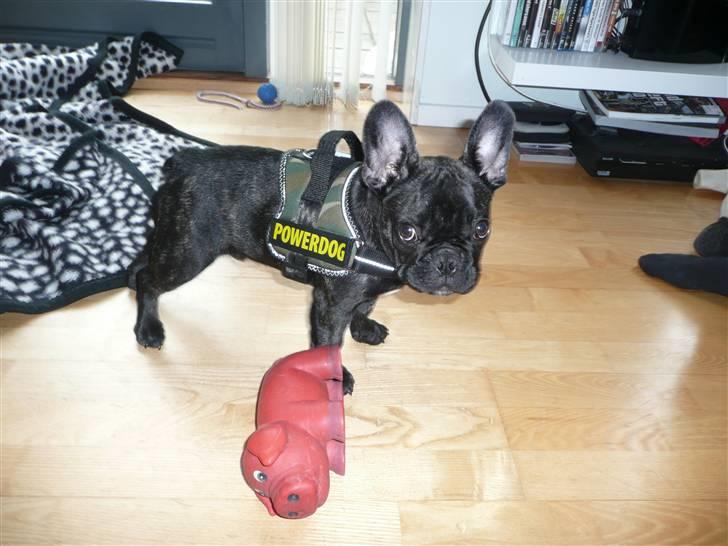 Fransk bulldog Luis - har fået ny sele,mor sys jeg er så smart billede 16