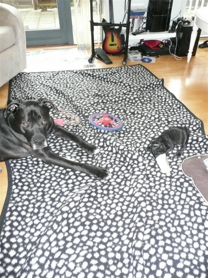 Fransk bulldog Luis billede 17