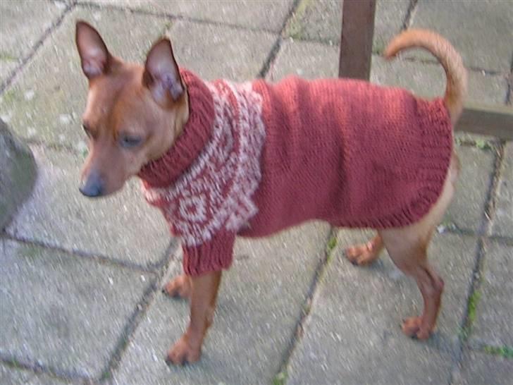 Dvaergpinscher Hubert - Min nye norske sweater billede 13