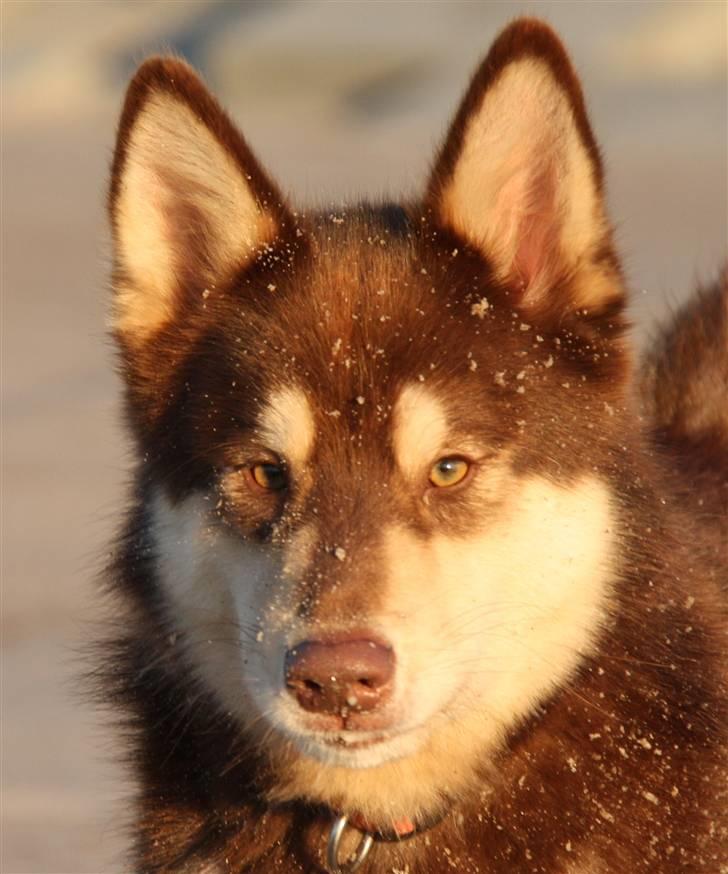 Finsk hyrdehund Russjkat R.I.P billede 1