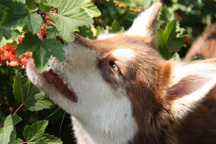 Finsk hyrdehund Russjkat R.I.P - Tyven billede 2