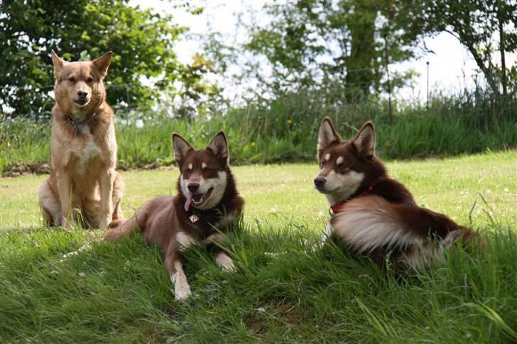 Finsk hyrdehund Russjkat R.I.P - Fra venster mor, søster og Russjkat billede 3