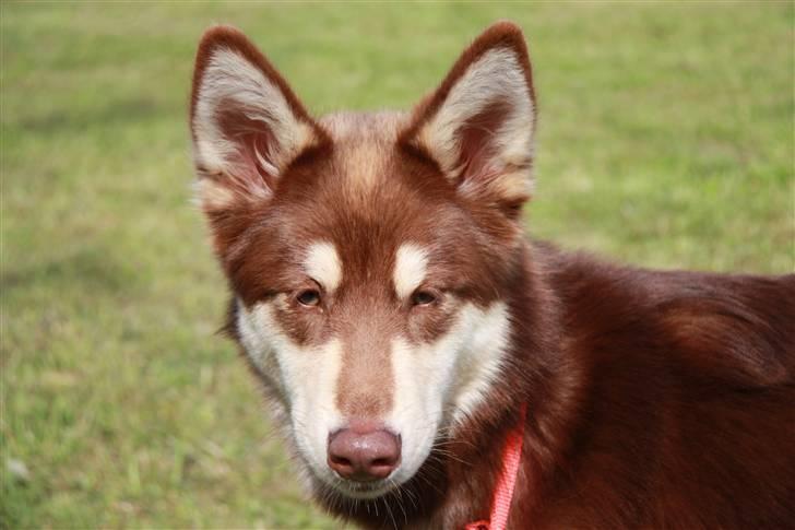 Finsk hyrdehund Russjkat R.I.P billede 4