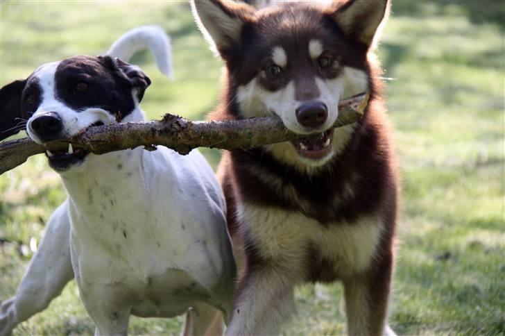 Finsk hyrdehund Russjkat R.I.P - Jack og Russjkat billede 5