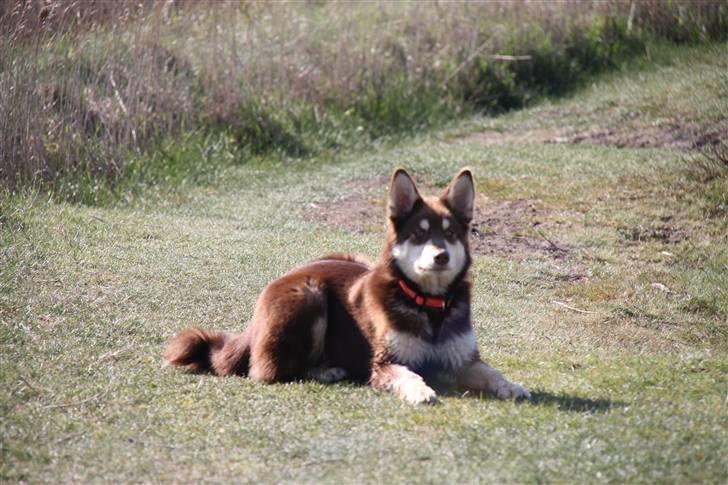 Finsk hyrdehund Russjkat R.I.P billede 6