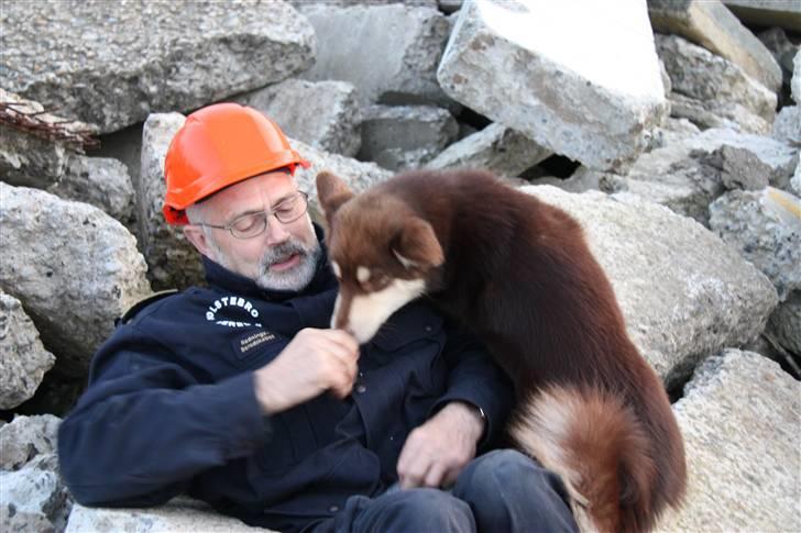 Finsk hyrdehund Russjkat R.I.P - Russjkat som redningshund billede 7