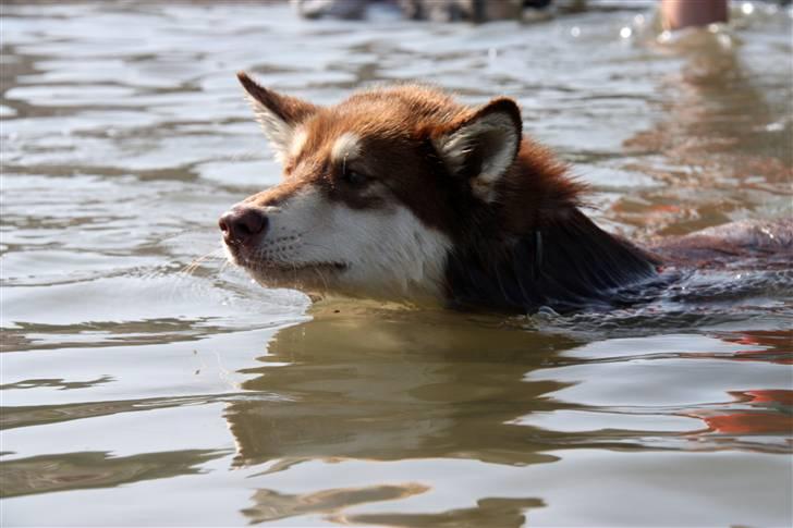 Finsk hyrdehund Russjkat R.I.P billede 8