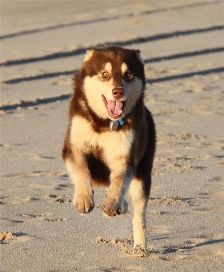 Finsk hyrdehund Russjkat R.I.P - Skal vi lege billede 9