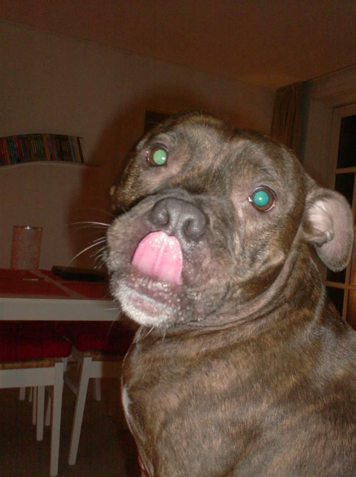 Staffordshire bull terrier Enodden's Loke billede 16