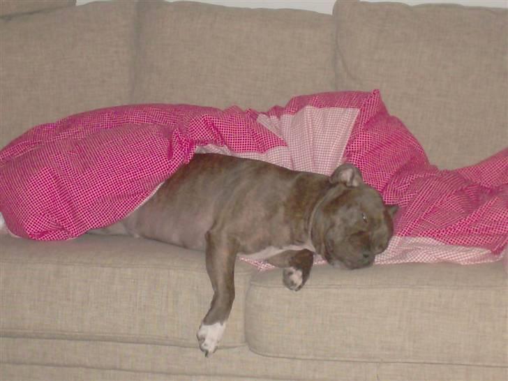 Staffordshire bull terrier Enodden's Loke billede 17