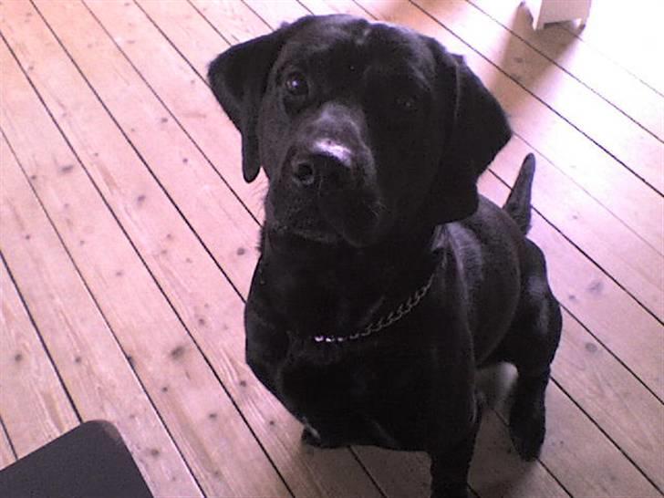 Blanding af racer sofus - er jeg ikk lækker billede 1