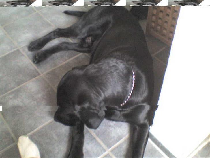 Blanding af racer sofus - varme i gulvet så putter man godt billede 2