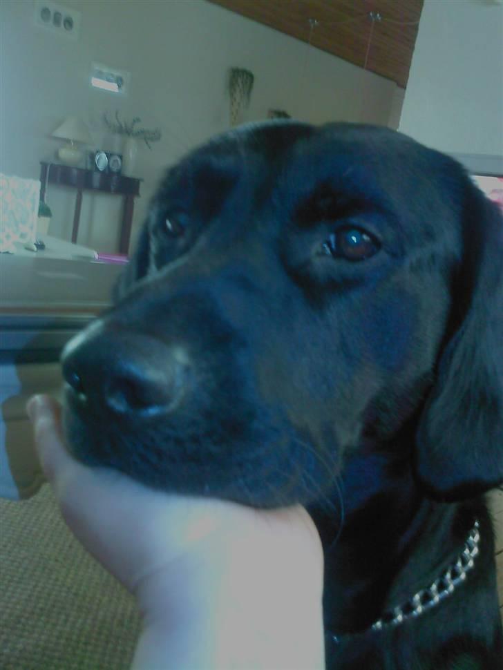 Blanding af racer sofus - dejligt med mors hånd billede 4