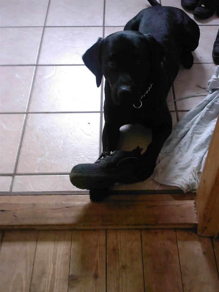 Blanding af racer sofus - de dufter bare så godt fars arb. sko billede 5