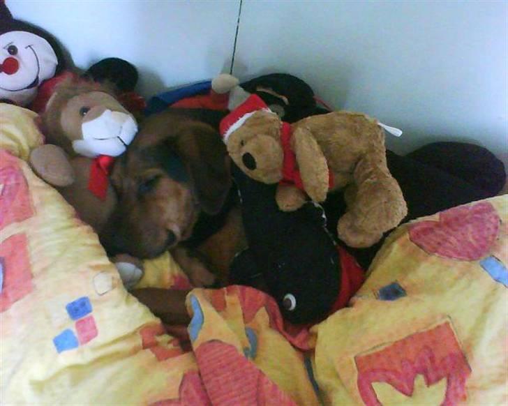 Blanding af racer Snøvsen (Mors hund) billede 15