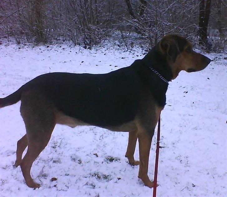 Blanding af racer Snøvsen (Mors hund) billede 16