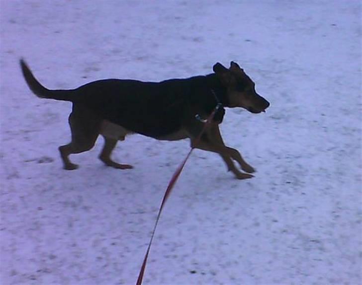 Blanding af racer Snøvsen (Mors hund) - I sneen, bemærk tungen. billede 17