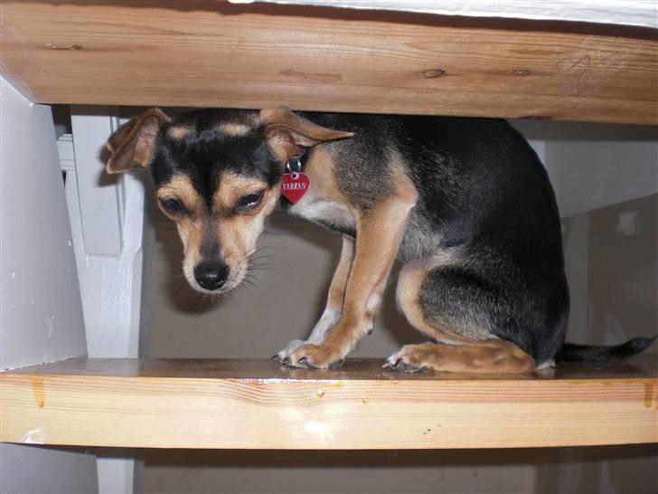 Dvaergpinscher Tarzan billede 6