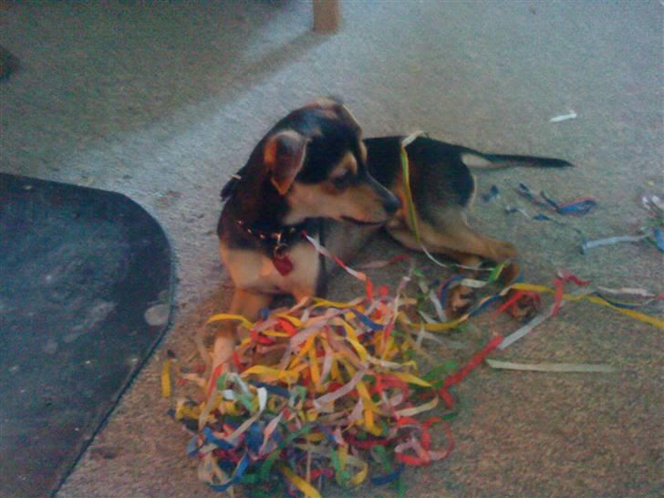 Dvaergpinscher Tarzan billede 7