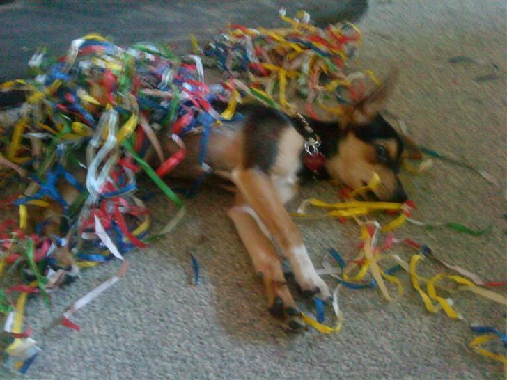 Dvaergpinscher Tarzan billede 8