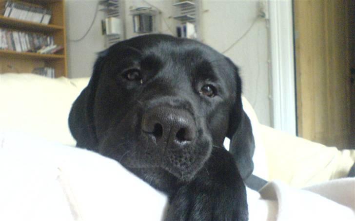 Labrador retriever Simba billede 1