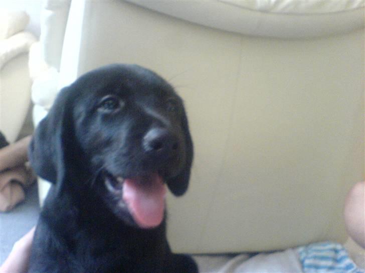 Labrador retriever Simba billede 2