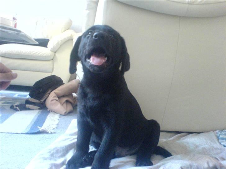 Labrador retriever Simba billede 3