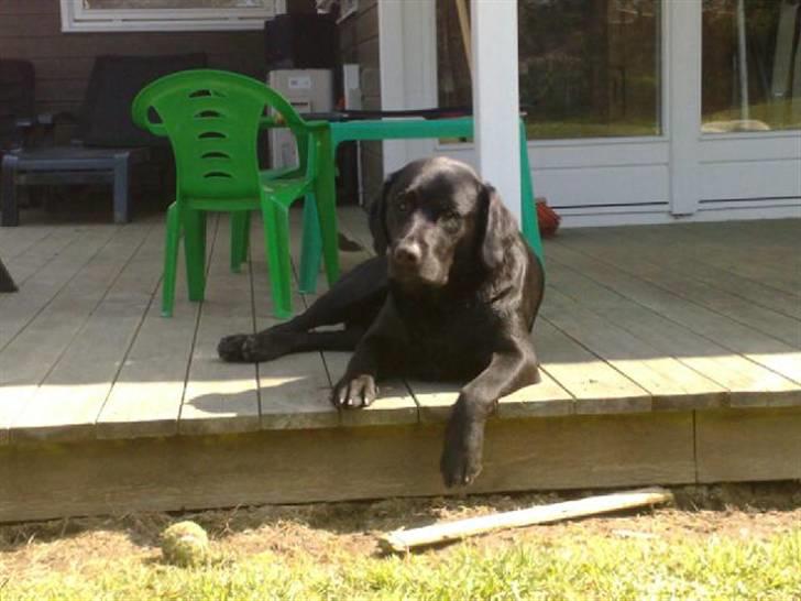 Labrador retriever Simba billede 4