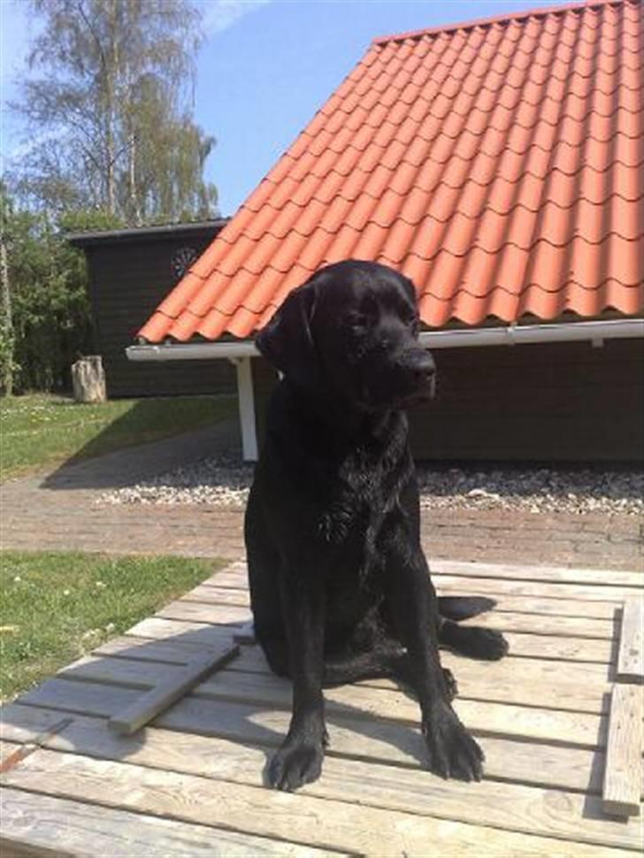 Labrador retriever Simba billede 5