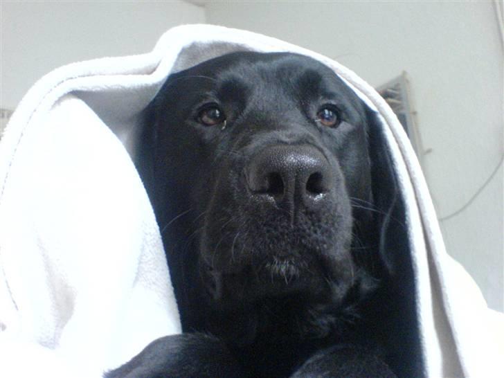 Labrador retriever Simba billede 6