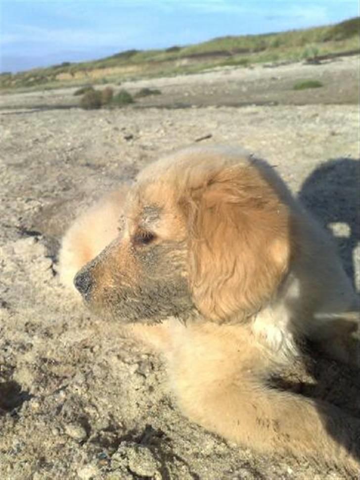 Golden retriever Bonzo billede 1