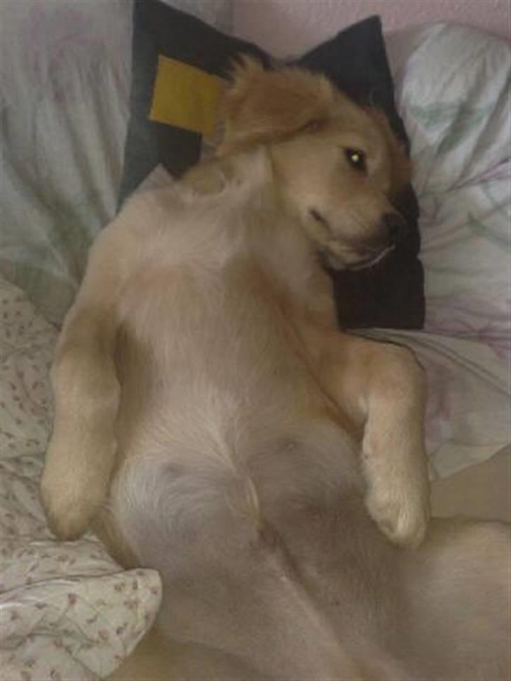 Golden retriever Bonzo billede 2