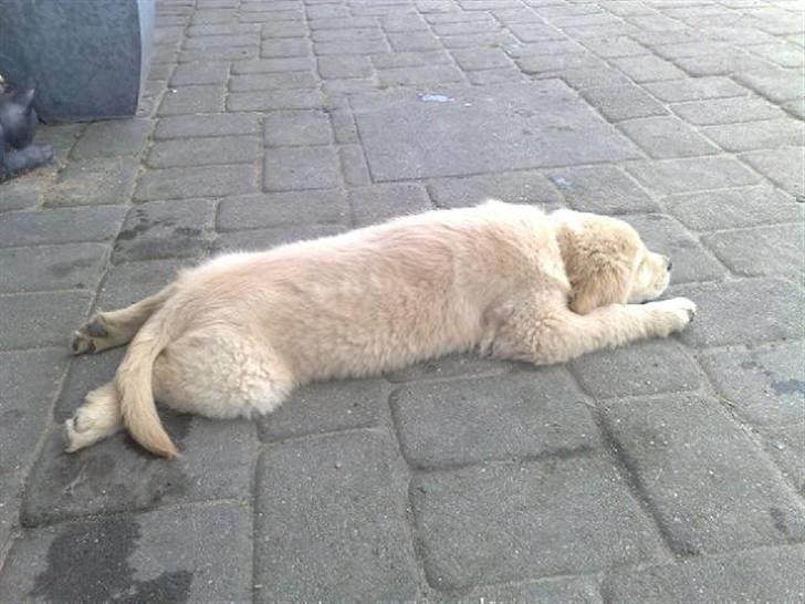 Golden retriever Bonzo billede 3
