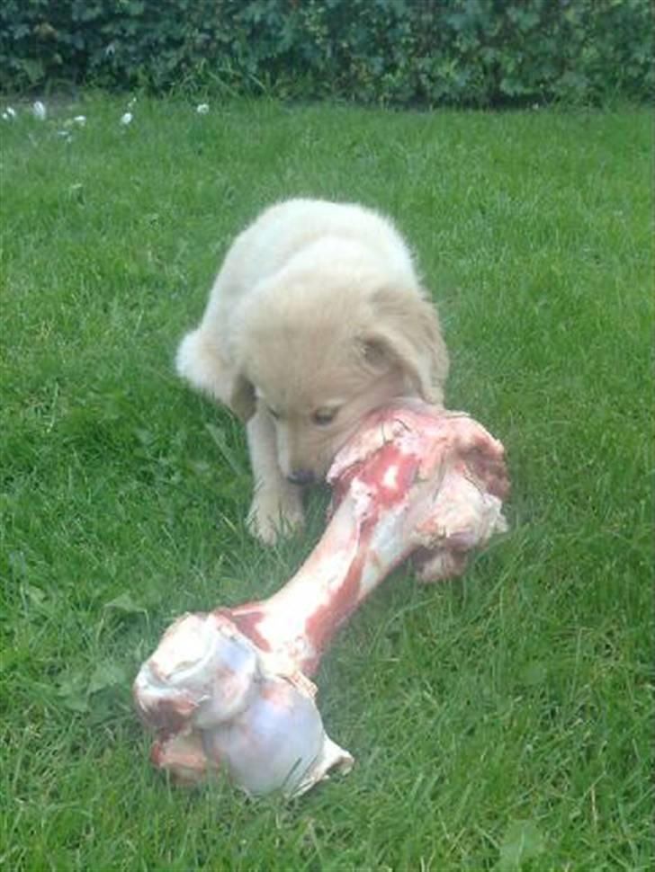 Golden retriever Bonzo billede 4