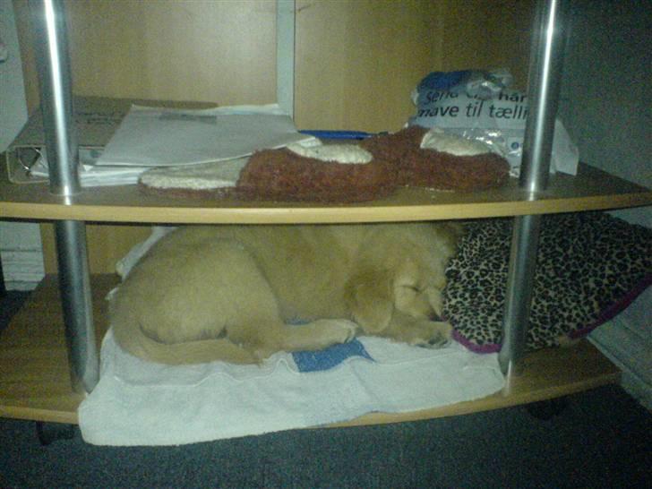 Golden retriever Bonzo billede 5