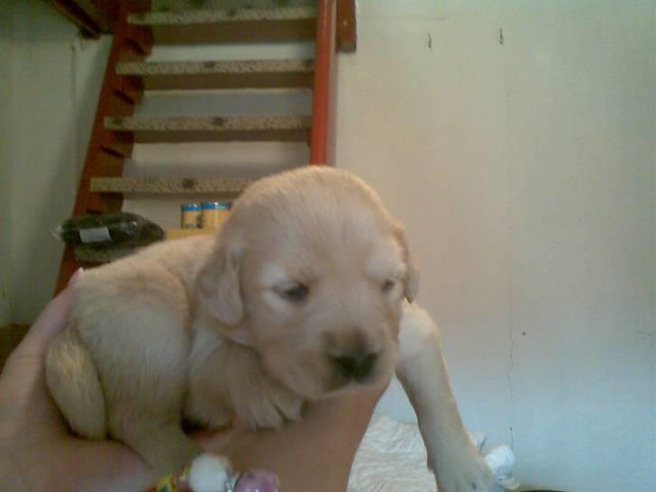 Golden retriever Bonzo billede 6
