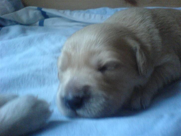 Golden retriever Bonzo billede 7