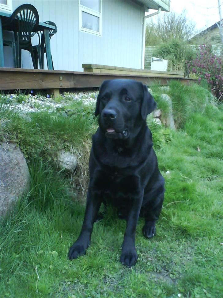 Labrador retriever Frodo - Velkommen til Frodo´s profil!! billede 1
