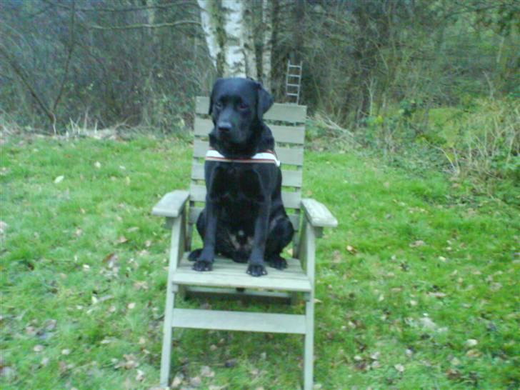 Labrador retriever Frodo - Haah, han skulle springe over sprinbommen som lå på 2 stole; men han sætter sig bare i en af dem og kigger på migXD Grineflip! billede 2