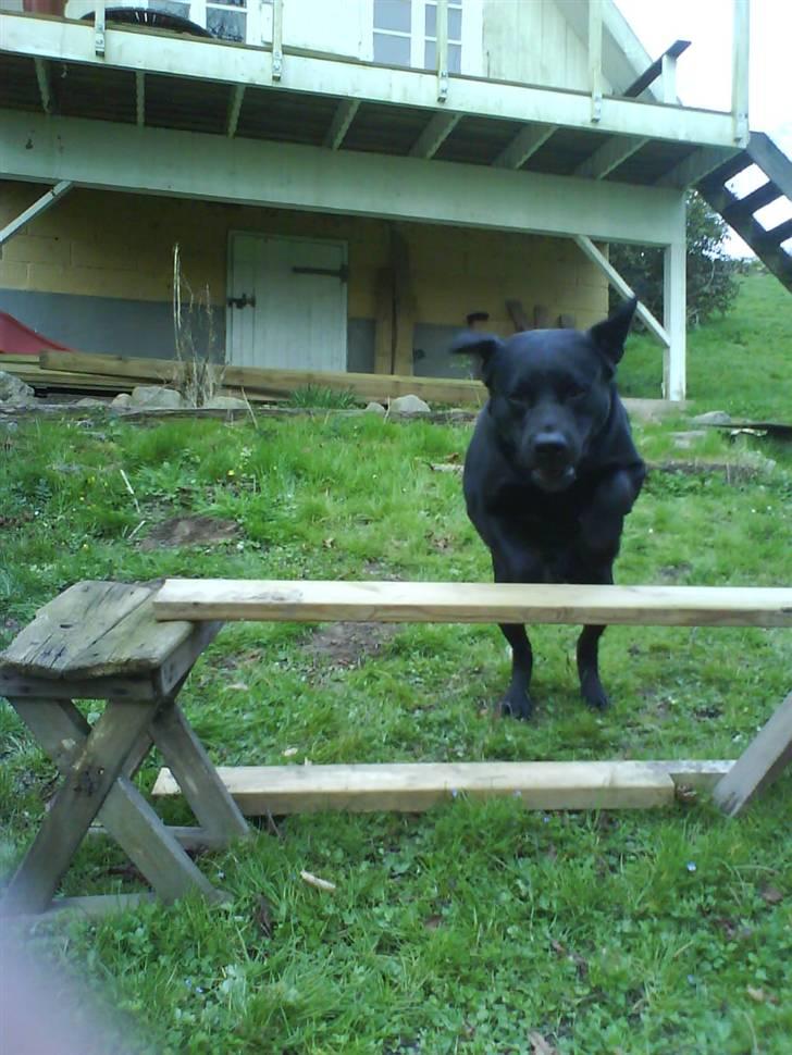 Labrador retriever Frodo - Spring! billede 4