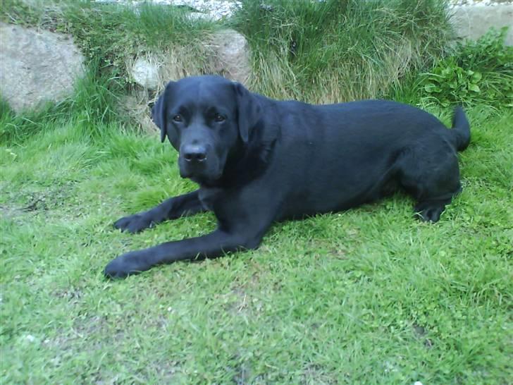 Labrador retriever Frodo - Nuuurh<3<3 billede 5