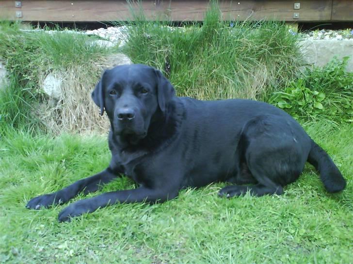 Labrador retriever Frodo - Nuuurh<3<3 billede 6